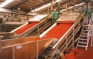 domates salçası fabrikası